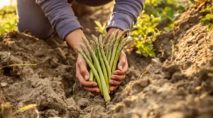 Plantez vos propres asperges : le guide pour réussir leur culture au potager, voici pourquoi ça marche